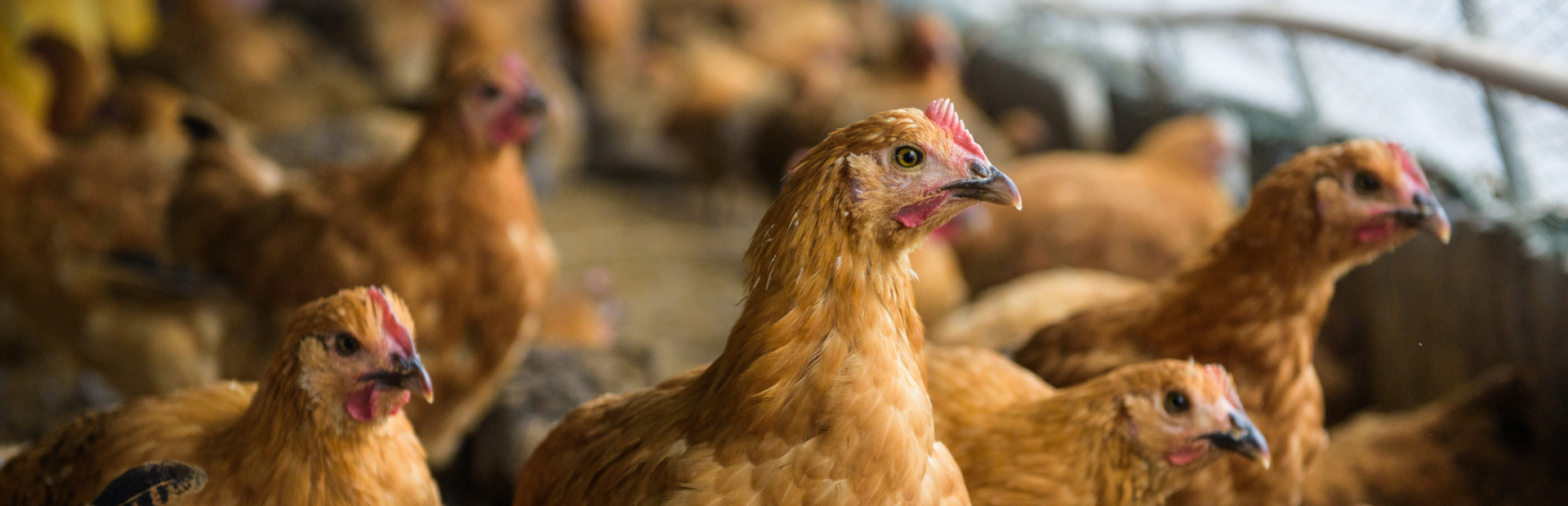 chicken