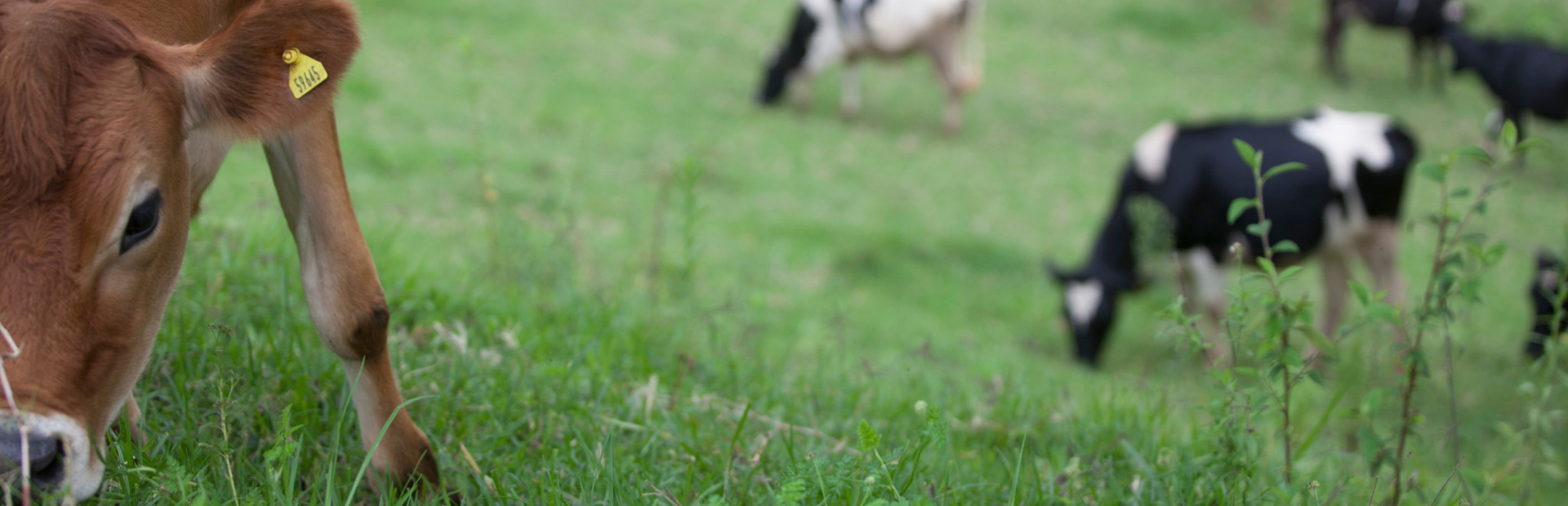 cow-grazin