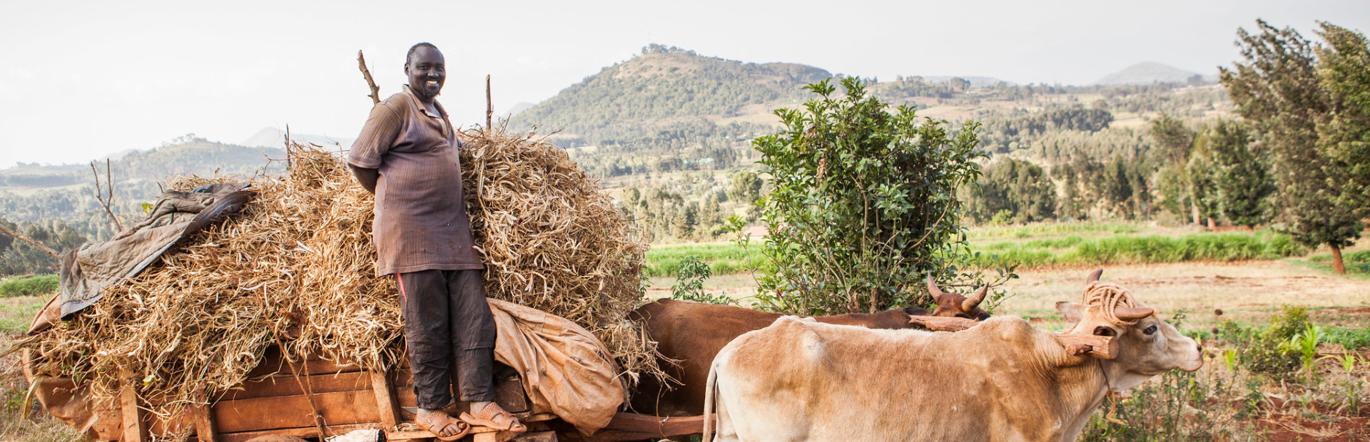 man-with-cow
