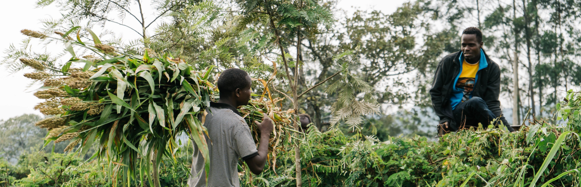 A man carries a bundle of crops on his shoulder