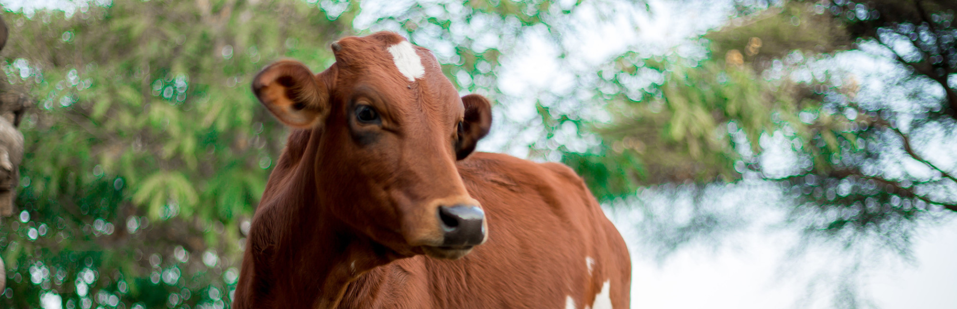 cow
