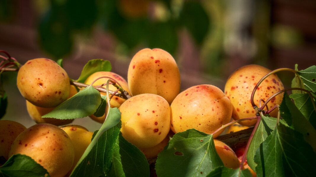 Apricots on a tree