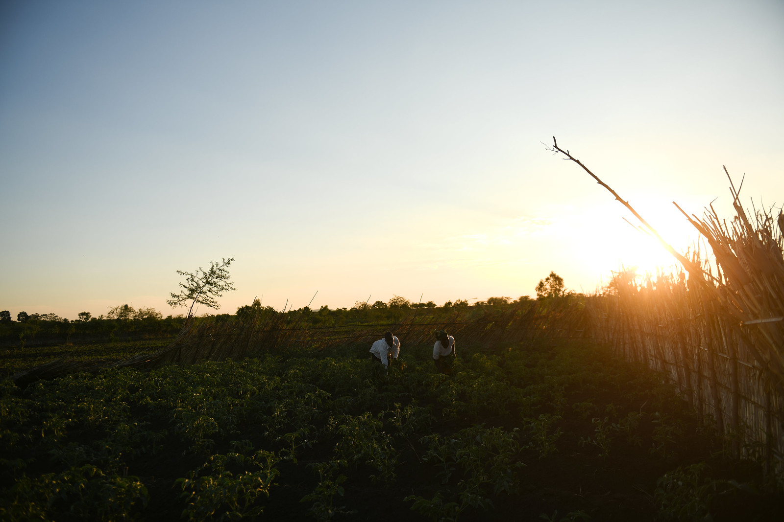 sunset-at-farm