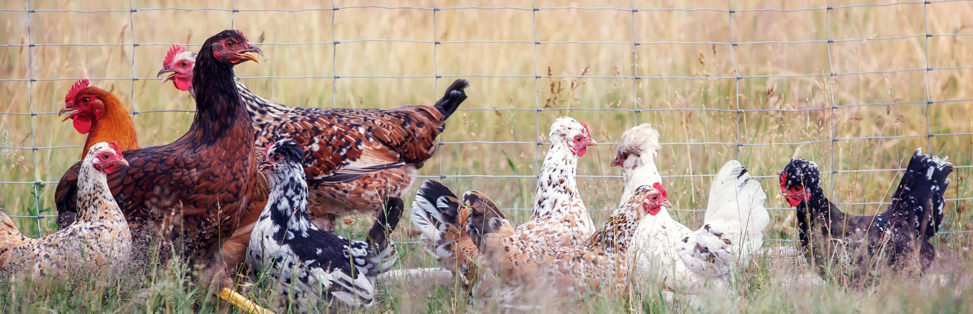 hens-and-chicken