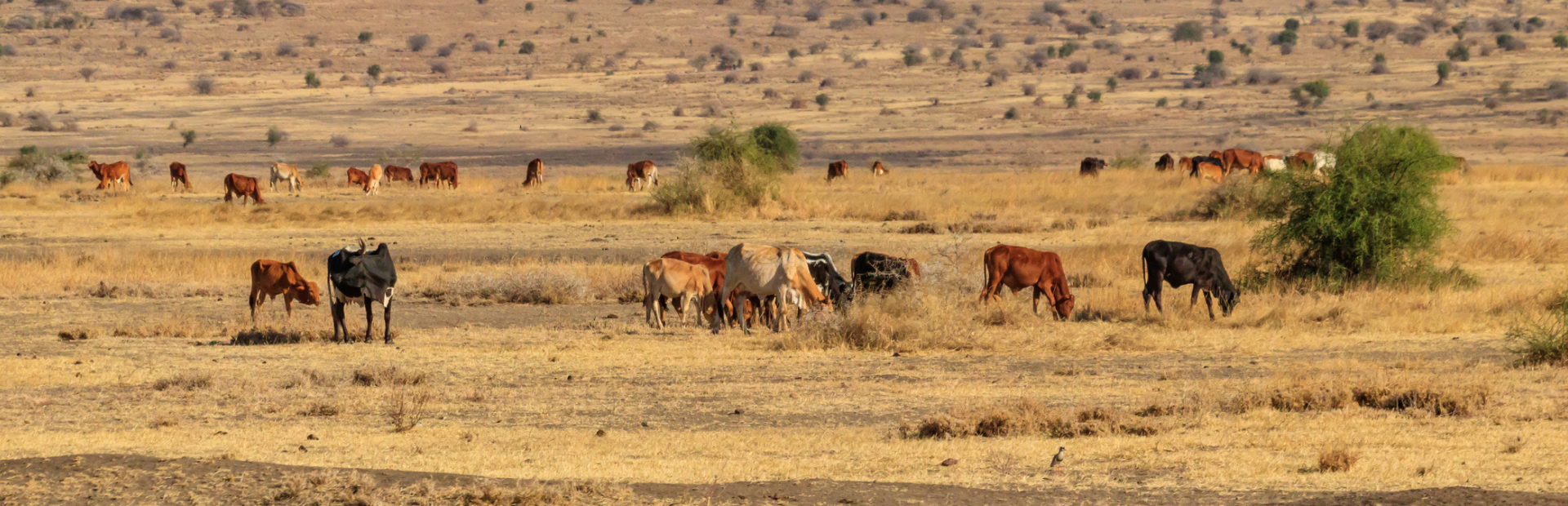 cow-roaming