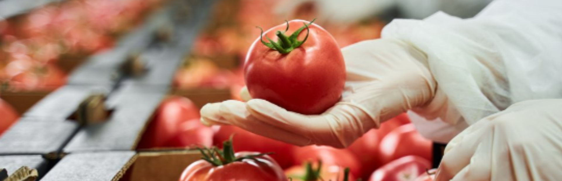 hand-holding-tomato