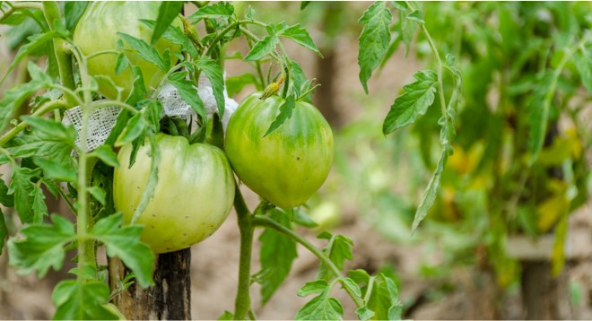 tomatoeplant