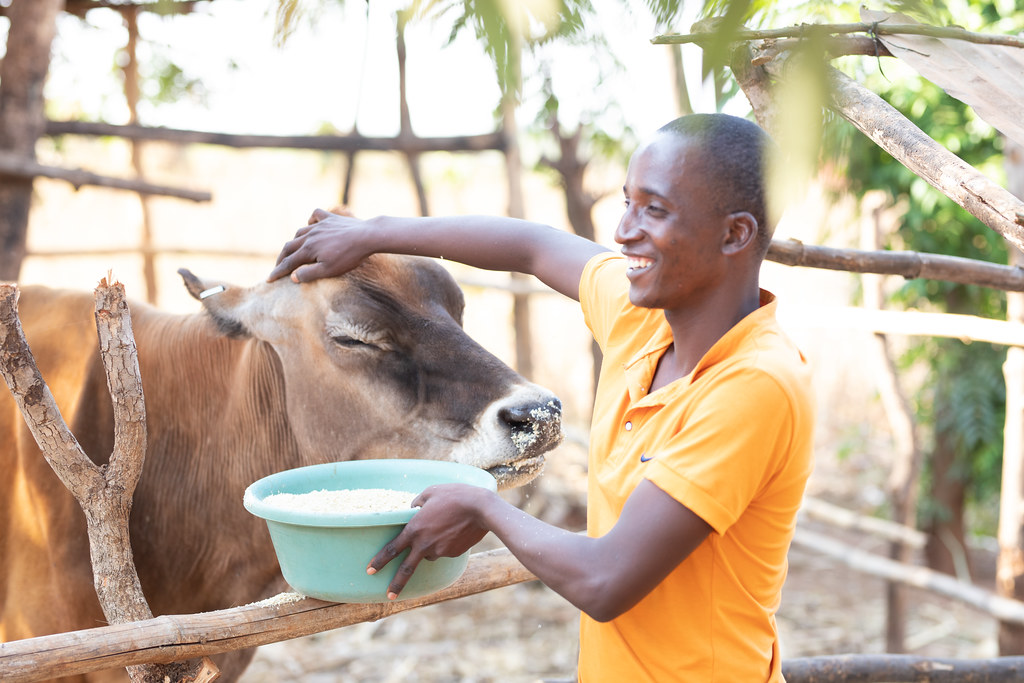 man-with-cow